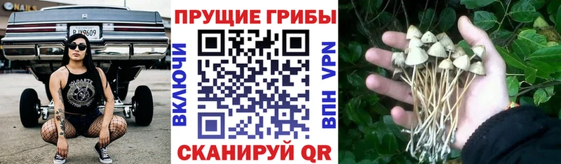 Галлюциногенные грибы Psilocybe  где купить наркоту  Первоуральск 